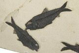 22.5" Fossil Fish (Knightia) Mortality Plate - Wyoming - #203223-1